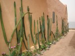 Des cactus