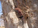 elle escalade le baobab