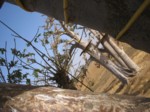 dans les baobabs