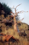 arbre