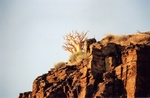Un arbre nain