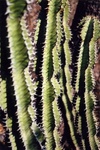 Dans la vie il y a des cactus