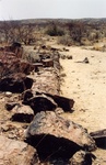 La for�t p�trifi�e:
des troncs fossilis�s depuis 240 � 300 millions d'ann�es.