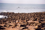 Arriv�s en bord de mer: une colonie d'otaries.