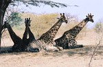 Girafes