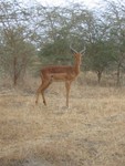 Un impala