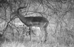 Impala