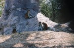 Singes rouges