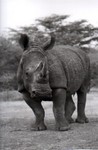 Rhino
