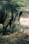 Rhino f�roce