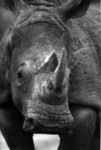 Gros rhino
