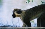 Singe