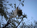 Chauve-souris