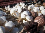 Coquillages