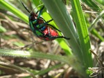 Un insecte tout color�