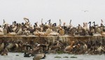 Photo-titre pour cet album: Le Parc national des oiseaux du Djoudj
