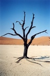 Les arbres morts