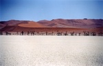 Deadvlei: un jour, l'eau s'est arr�t�e d'arriver jusqu'ici. Et le temps s'est fig�...
