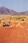 Un oryx du Namib