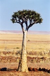 Un kokerboom, arbre utilis� par les bochimans pour r�aliser leurs carquois.