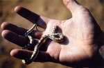 Un b�b� serpent, d'accord, mais quand m�me un serpent!