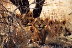 Photo-titre pour cet album: les animaux sauvages