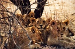 Les adorables b�b�s lions