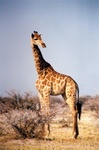 La girafe de toute sa hauteur