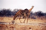 girafekiboi