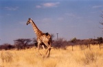 girafekicour