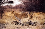 Mesdames les reines de la savane