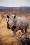 Un rhino blanc, celui-l� il est plut�t passif, mais attention au rhino noir!