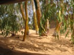 Sous les Eucalyptus