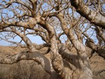 Baobab nain