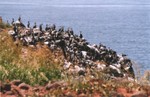 Les cormorans de la Madeleine
