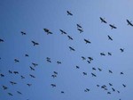 Vol de cormorans