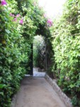 All�e verte