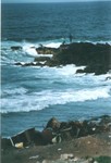 Sur l'ile de Ngor, la c�te rocheuse
