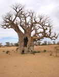 Un gros baobab