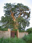 Un baobab