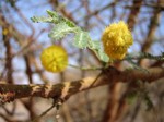 boulejaune