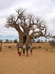 Devant le baobab