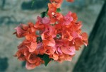 Qui connait cette fleur?
(r�compense � celui qui me donnera le nom de toutes ces fleurs!!)
