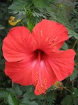 Fleur