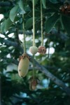 Les pains de singe: fruits du baobab