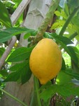 papaye