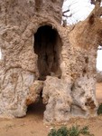 Trou d'un �norme baobab