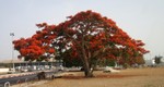 Un flamboyant