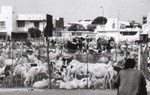 Les moutons de la Tabaski