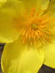 Fleur